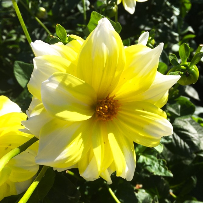 Dahlia Fire And Ice Lemon